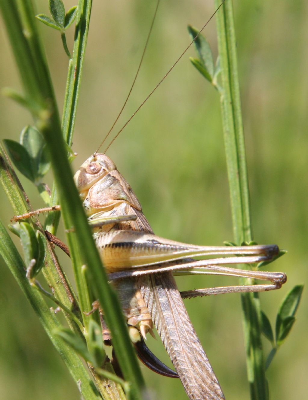 Tettigoniidae da identificare